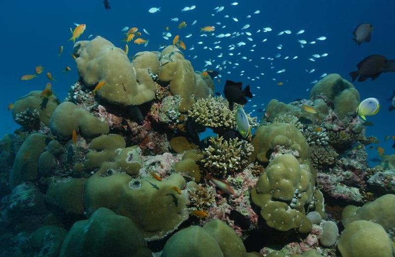 Maldives reef - photo © Volker Lottmann