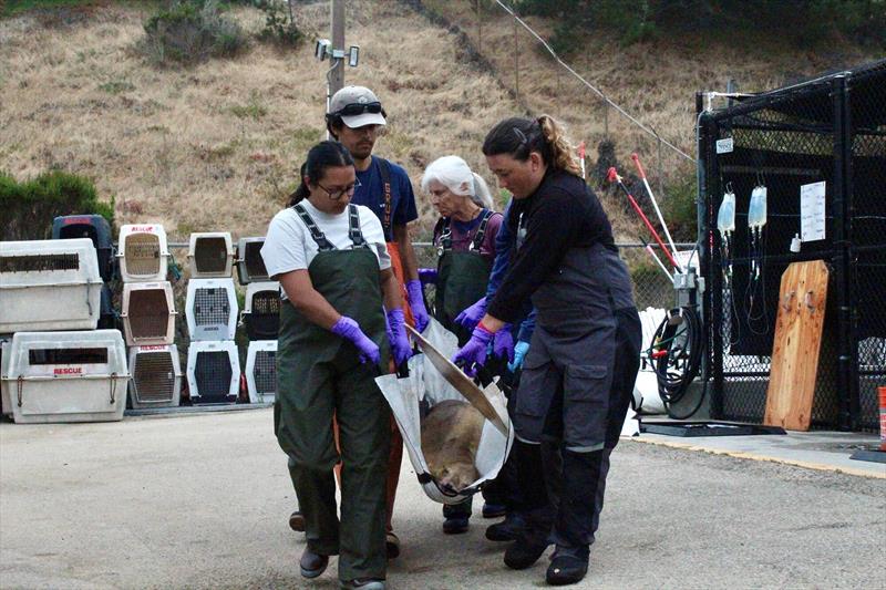 Staff and volunteers at The Marine Mammal Center's San Luis Obispo Operations based in Morro Bay, lift a California sea lion patient impacted by domoic acid poisoning into a transport vehicle for rehabilitation at the Center's hospital in Sausalito photo copyright Giancarlo Rulli / The Marine Mammal Center taken at  and featuring the Environment class