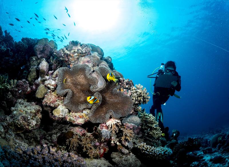 The Red Sea is an important example of biodiversity and home to some of the most resilient coral in the ocean - photo © Red Sea Global