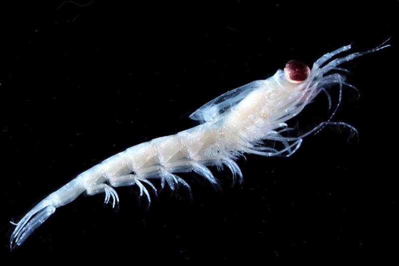 Krill (Thysanoessa inermis) photo copyright NOAA Fisheries taken at  and featuring the Environment class