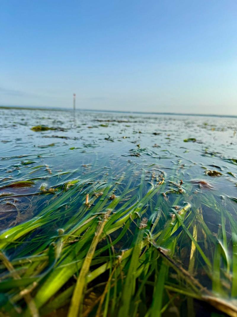 Seagrass meadow in Ryde photo copyright Anouska Mendzil, Project Seagrass taken at  and featuring the Environment class