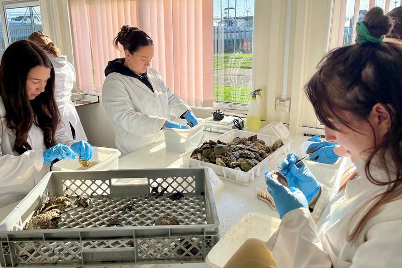 Oyster scrubbing - Solent Restoration Project - photo © Final Straw Foundation