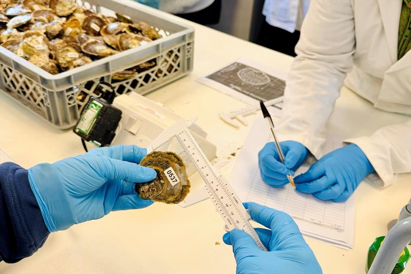 Oyster Scrubbing and measuring - Solent Restoration Project - photo © Final Straw Foundation
