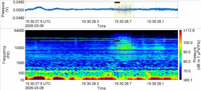 Figure 1. Dolphin clicks recorded from the St. Maarten Heineken Regatta finish boat on the 6th of March 2026, highlighted in yellow. The top frame is a time-series of the acoustic pressure. The very thin lines within the yellow box are dolphin clicks photo copyright JASCO Applied Sciences taken at Sint Maarten Yacht Club and featuring the Environment class