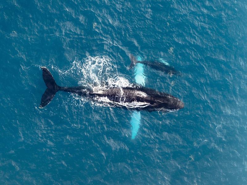 Humpback whale mother and calf seen off the coast of St. Maarten photo copyright Andre Dede Knol taken at Sint Maarten Yacht Club and featuring the Environment class