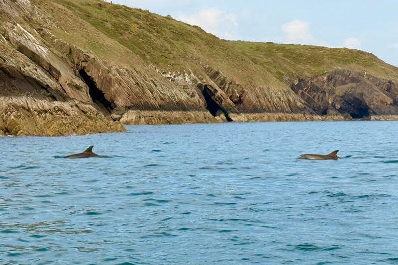 Dolphins in St Tudwall Sound - Pwllheli SC's May Day Series photo copyright Victoria Cox taken at Pwllheli Sailing Club and featuring the Environment class