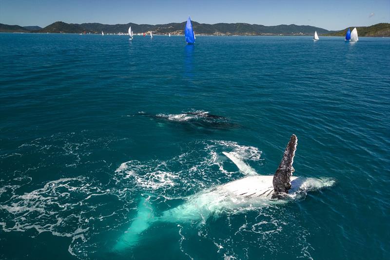 Whales come out to play with the fleet at Airlie Beach Race Week photo copyright Andrea Francolini / ABRW taken at Whitsunday Sailing Club and featuring the Environment class