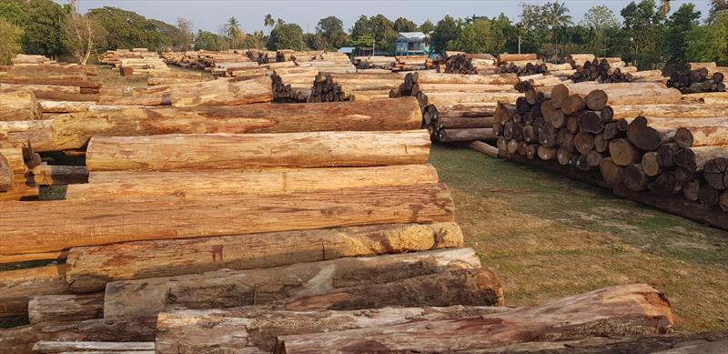 Teak logs stockpiled in Myanmar photo copyright EIA taken at  and featuring the Environment class