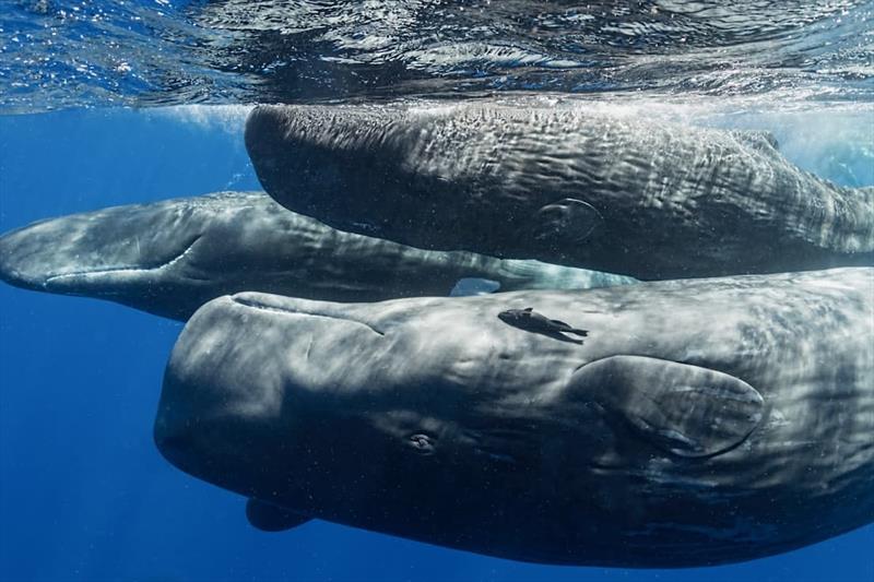 Case studies on collision risks  and region-specific solutions for specific species are detailed in the report, such as sperm whales in the Canary Islands and Greece - photo © Amanda Cotton, Ocean Image Bank