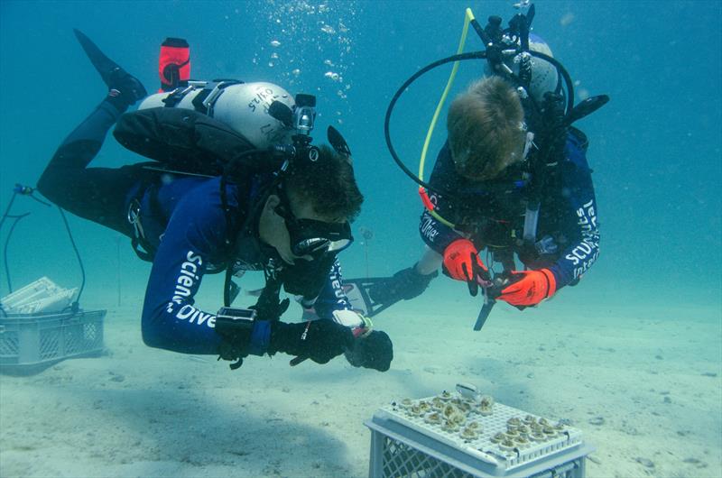 Mote Marine Laboratory collaborates with combat wounded veterans and students to advance coral reef restoration and research - photo © Kathryn Gentile