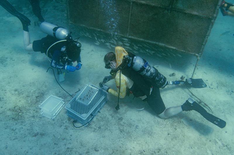 Mote Marine Laboratory collaborates with combat wounded veterans and students to advance coral reef restoration and research - photo © Kathryn Gentile