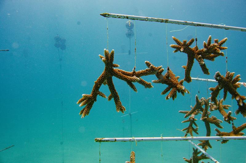 Mote Marine Laboratory collaborates with combat wounded veterans and students to advance coral reef restoration and research - photo © Kathryn Gentile