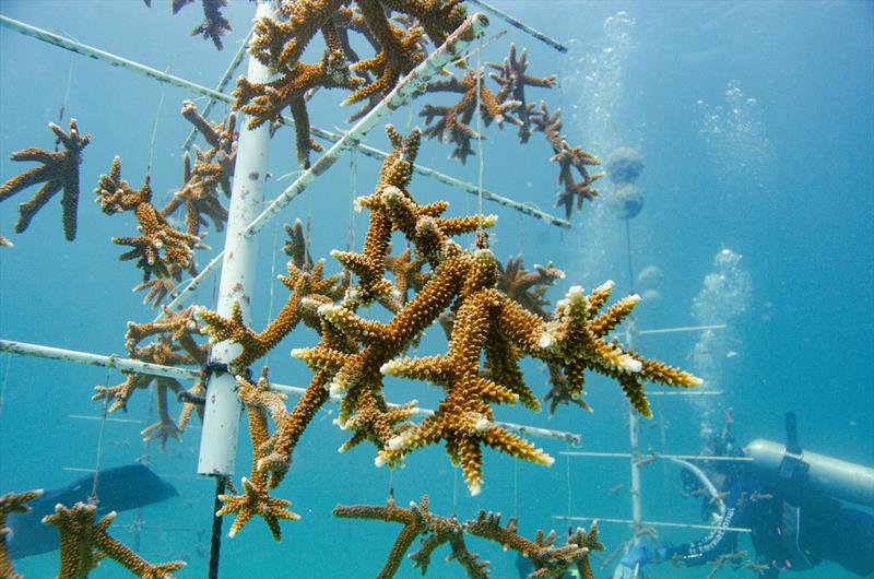 Mote Marine Laboratory collaborates with combat wounded veterans and students to advance coral reef restoration and research - photo © Kathryn Gentile