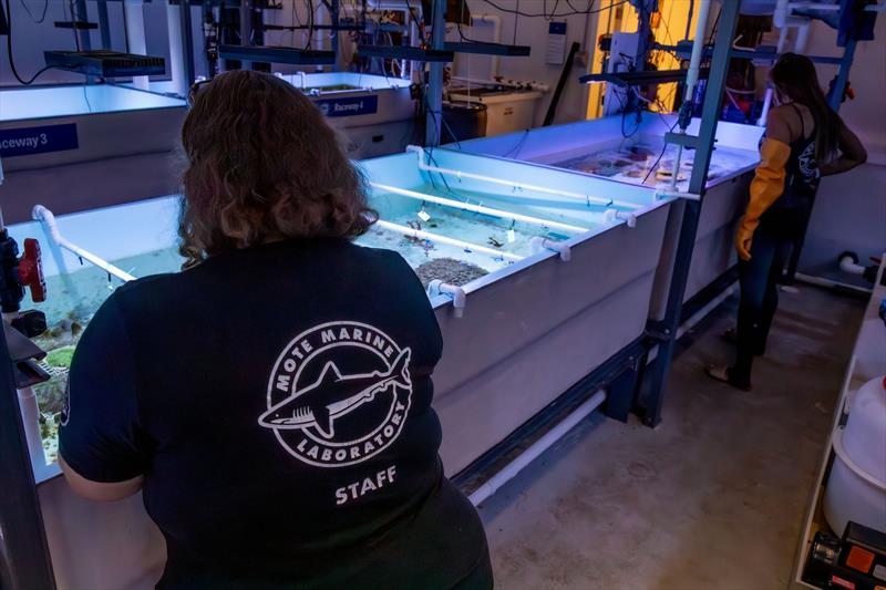 Dr. Sara Williams at Mote's International Coral Gene Bank photo copyright Mote Marine Laboratory & Aquarium taken at  and featuring the Environment class
