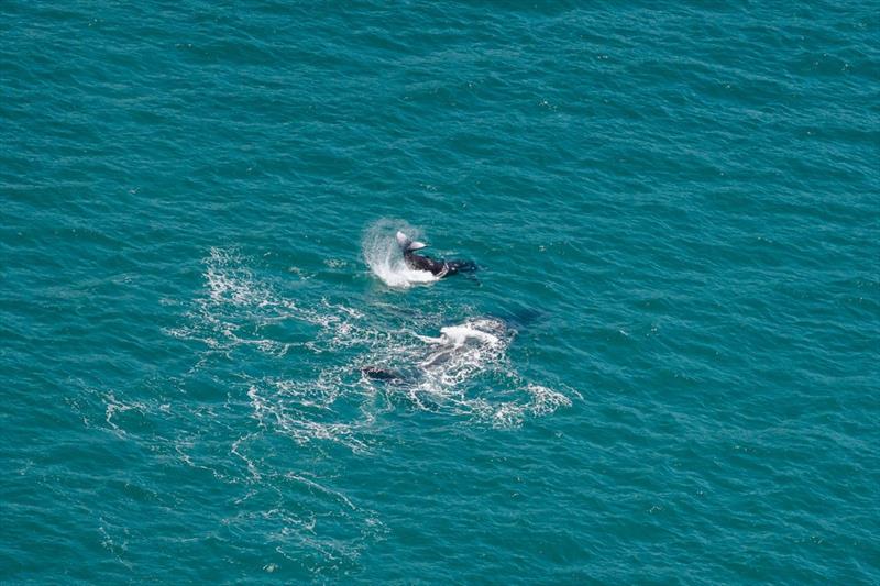 Whale and calf at play on the course at SeaLink Magnetic Island Race Week - photo © Revolution Productions