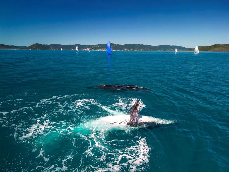 Whales come out to play with the fleet at Airlie Beach Race Week - photo © Andrea Francolini / ABRW