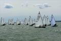 Europe class UK National Championships at Stokes Bay © Paul Gardener