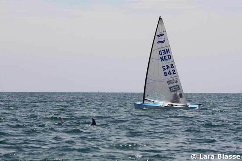 Pieter-Jan Postma is joined on the water by some locals - Ronstan Australian Finn Championship, Day 1 photo copyright Lara Blasse taken at  and featuring the Finn class