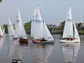 Tamesis Firefly Elizabeth Cup and Junior Cup 2025