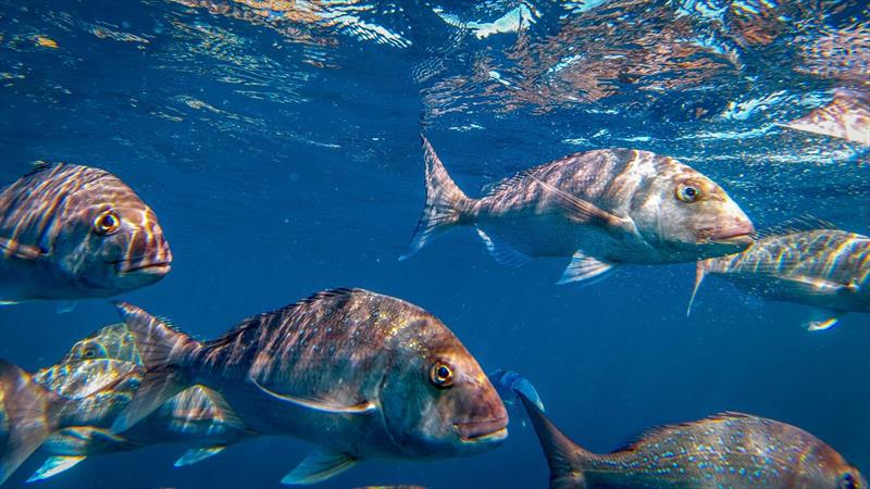 The Hauraki Gulf / Tikapa Moana Marine Protection Bill seeks to help the Hauraki Gulf fishstocks to rebuild - May 2025 - photo © Live Ocean