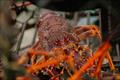 Rock lobster © TARFish