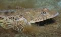 Sand Flathead Open Forum © TARFish