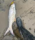 © Fisho's Tackle World