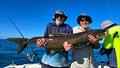 © Fisho's Tackle World Hervey Bay
