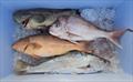 © Fisho's Tackle World Hervey Bay