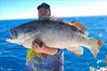 © Fisho's Tackle World Hervey Bay