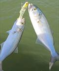 © Fisho's Tackle World Hervey Bay