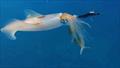 © Fisho's Tackle World Hervey Bay