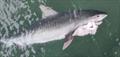 © Fisho's Tackle World Hervey Bay