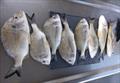 © Fisho's Tackle World Hervey Bay