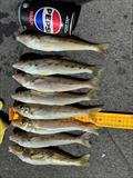 © Fisho's Tackle World Hervey Bay