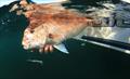 Snapper © VRFish