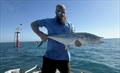 © Fisho's Tackle World Hervey Bay