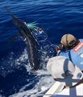 © Fisho's Tackle World Hervey Bay