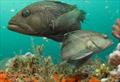 &copy; American Sportfishing Association