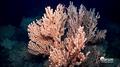 Tasman Viking has twice come under scrutiny for bringing up protected coral while bottom trawling &copy; Marum