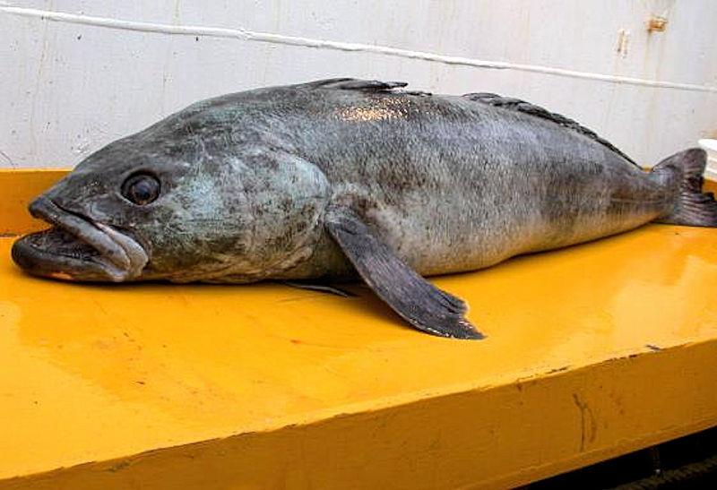 An Antarctic toothfish photo copyright NOAA NMFS SWFSC AMLR Programme taken at  and featuring the Fishing boat class