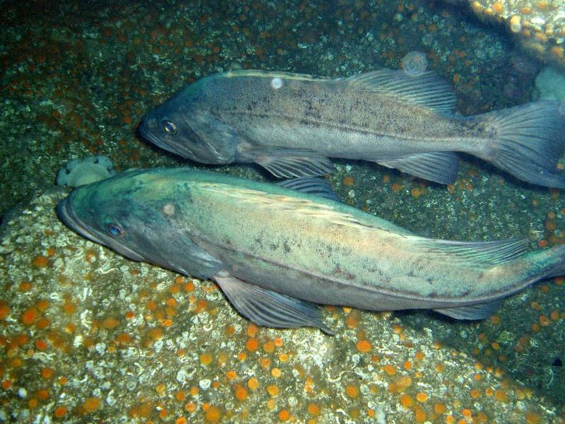 Bocaccio rockfish photo copyright Chad King / NOAA taken at  and featuring the Fishing boat class