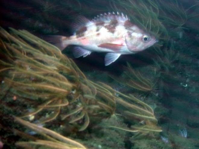 Darkblotched rockfish photo copyright NOAA Fisheries taken at  and featuring the Fishing boat class