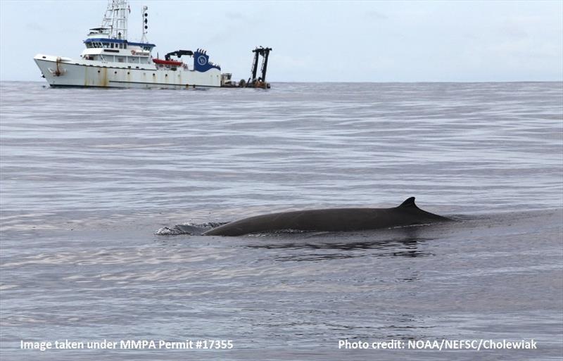 A Cuvier's beaked whale with the R/V Hugh Sharp in the distance photo copyright NOAA Fisheries / Danielle Cholewiak, NEFSC taken at  and featuring the Fishing boat class