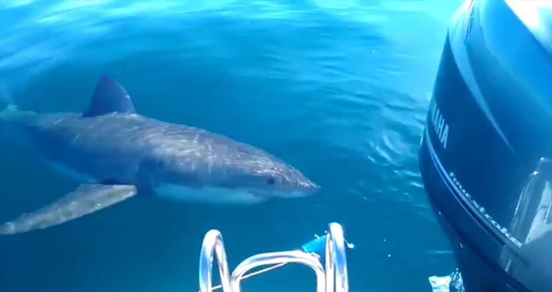 SA fishermen berate great white shark as it comes too close to boat photo copyright Ben Harvy taken at  and featuring the Fishing boat class