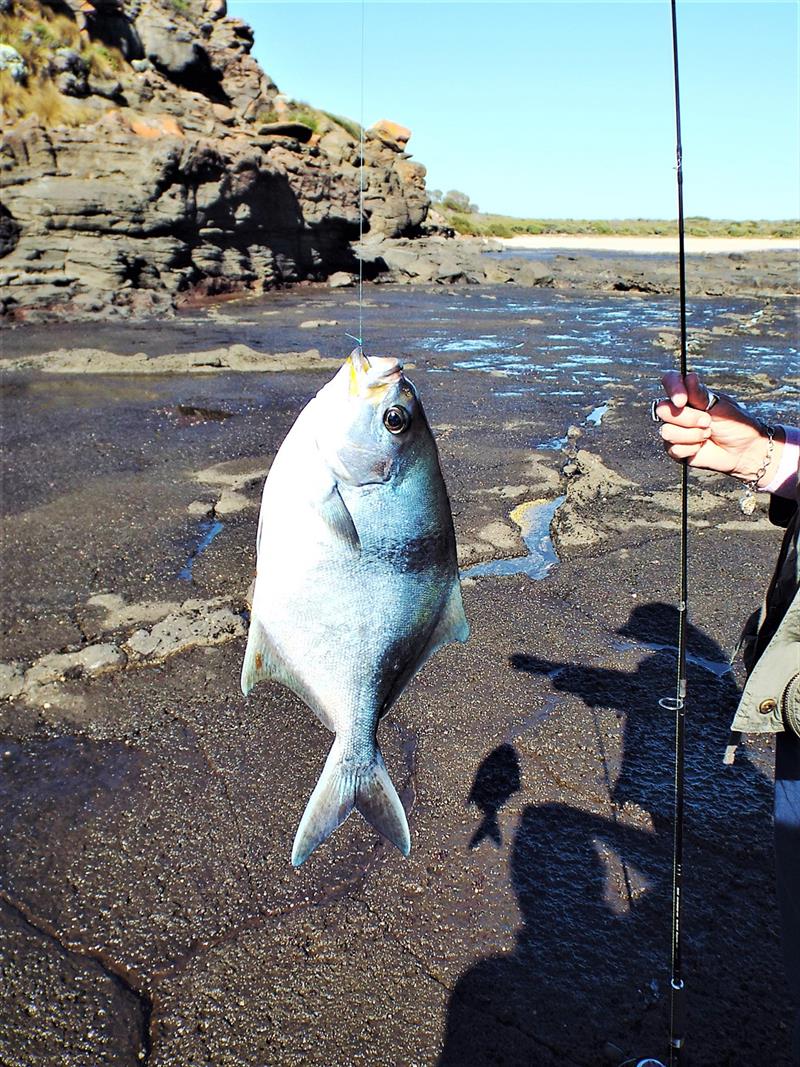 A rather large Sweep, suckers for bait off local rocky platforms photo copyright Carl Hyland taken at  and featuring the Fishing boat class