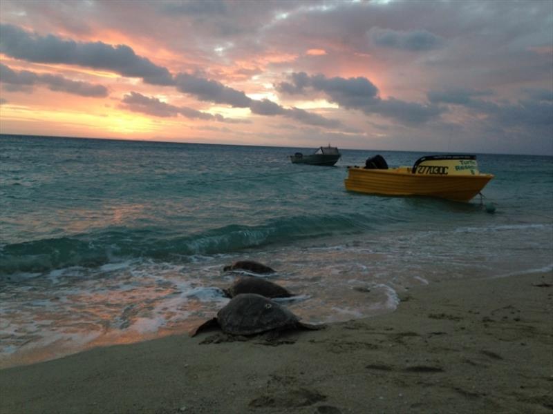 Release of young green sea turtles back to their foraging ground in the northern Great Barrier Reef photo copyright Dr. Camryn Allen / NOAA taken at  and featuring the Fishing boat class