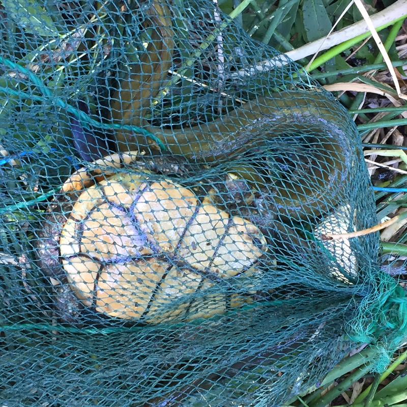 An illegal 8.8 metre fish trap in Lara Lake photo copyright Melanie Curtis taken at  and featuring the Fishing boat class