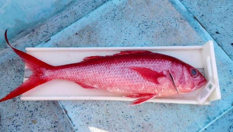 Onaga or longtail snapper (Etelis coruscans) - photo © NOAA Fisheries