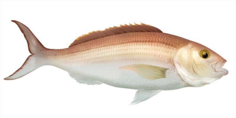 Bottomfish - photo © NOAA Fisheries